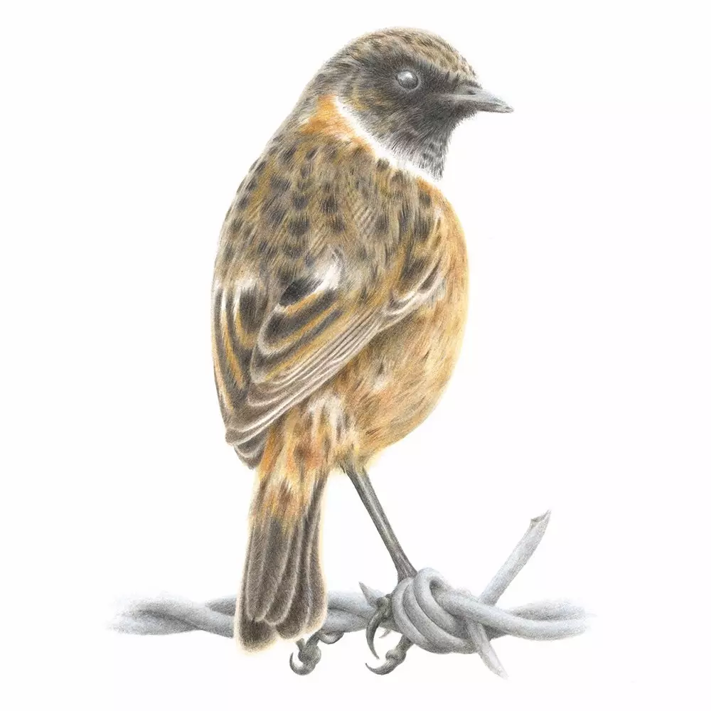 Stonechat Coloured Pencil Illustration